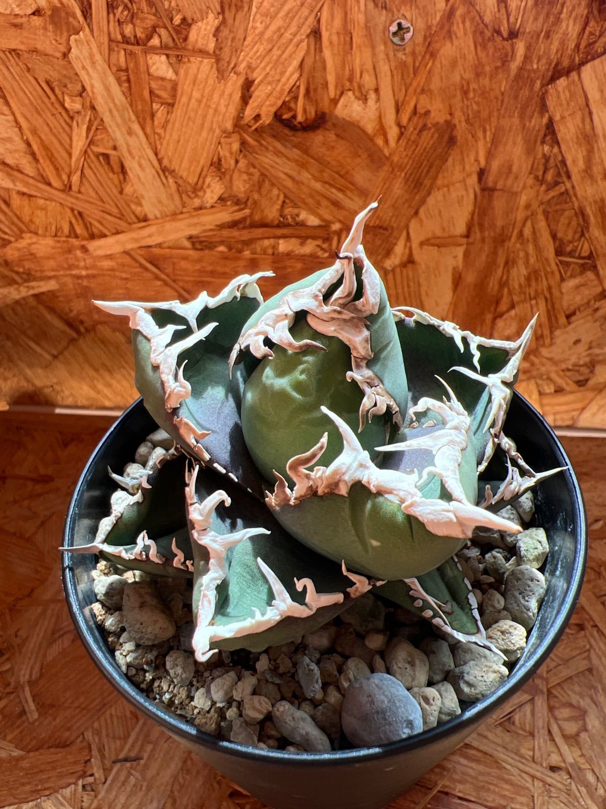 包心龍　子株6個付き親株　台湾lizeからの直輸入株　アガベ　チタノタ　オテロイ 包心龍 lize血統 子株つき - メルカリ