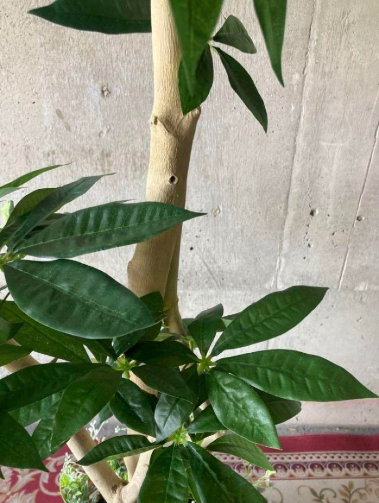 光触媒 人工観葉植物 ウォールグリーン フェイクグリーン パキラ13057