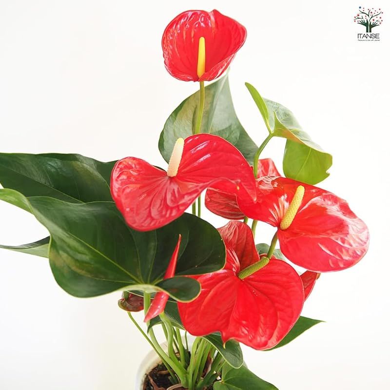 andraeanum Minnesota