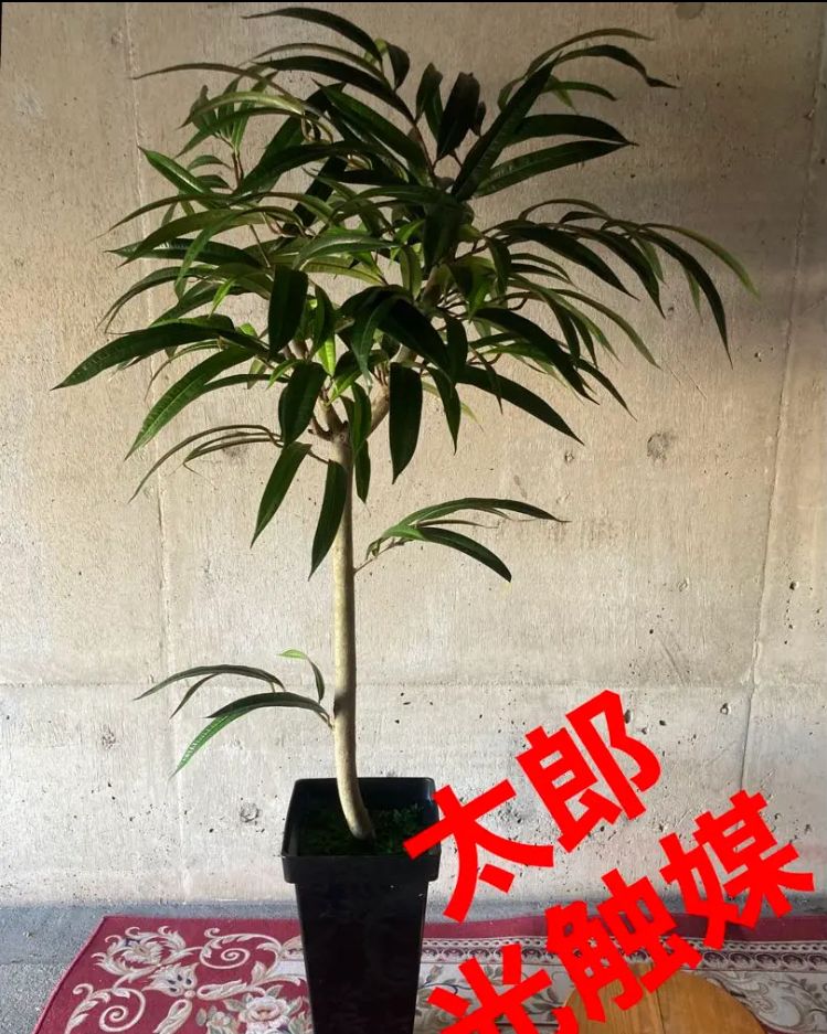 光触媒 人工観葉植物 ウォールグリーン フェイクグリーン ショウナン