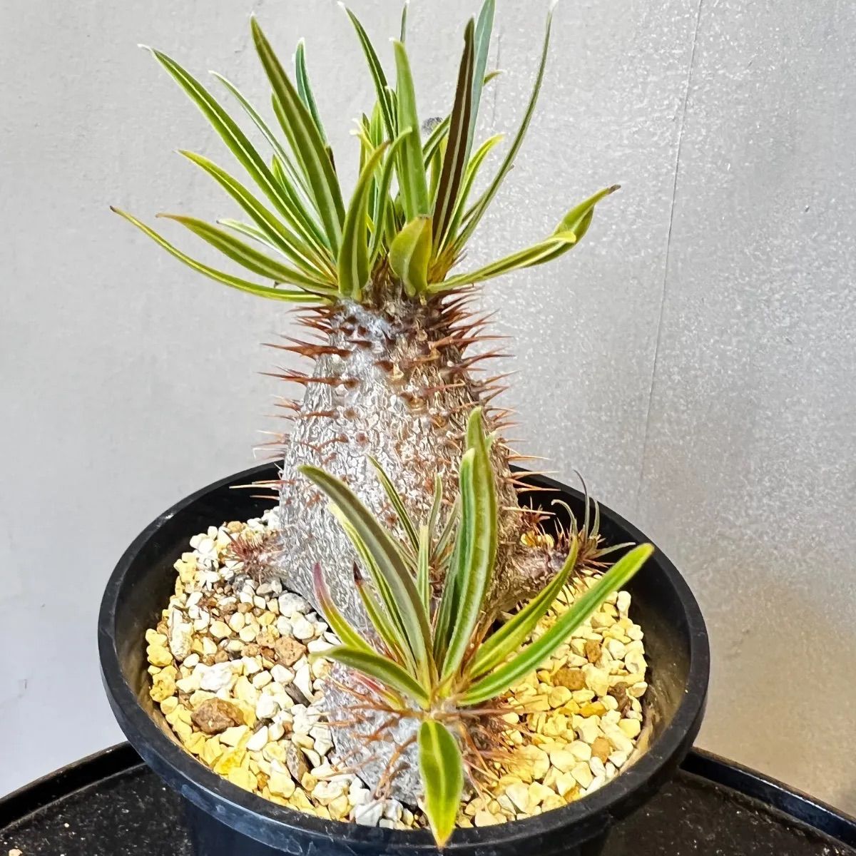 パキポディウム グラキリス 実生 パキポディウム グラキリス 実生