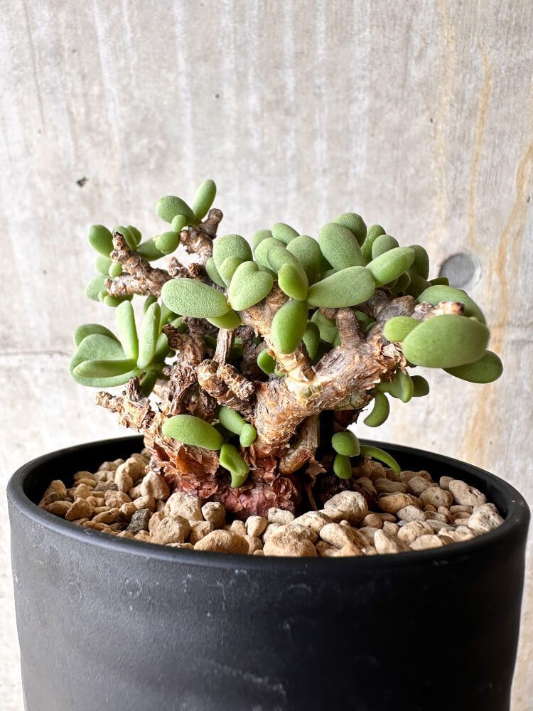 9237 「塊根植物」ケラリア ピグマエア 抜き苗【最新到着・多肉 9237 「塊根植物」ケラリア ピグマエア 抜き苗【最新到着・多肉