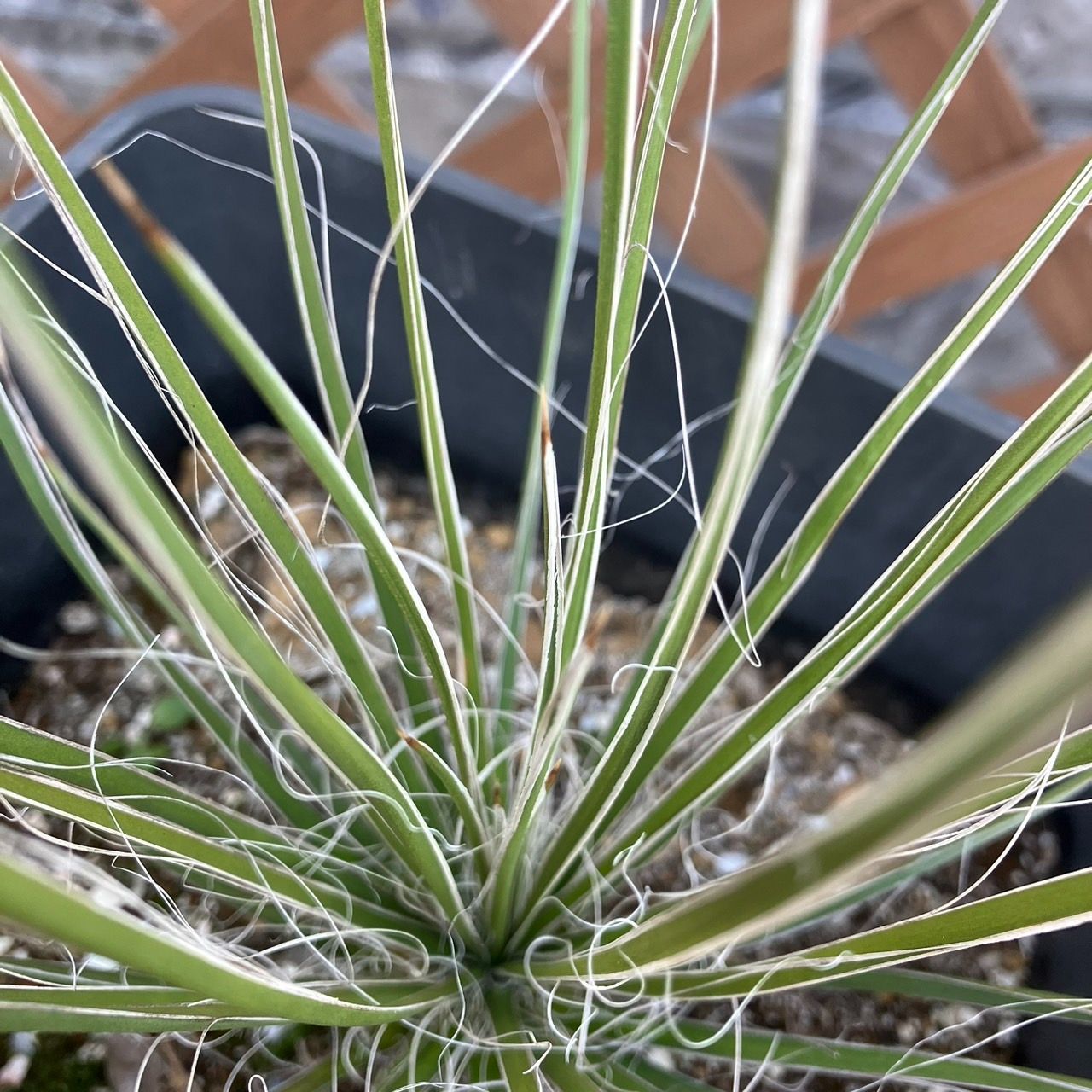 抜き苗】ユッカ エラータ Yucca elata 2024年1月9日撮影 - メルカリ