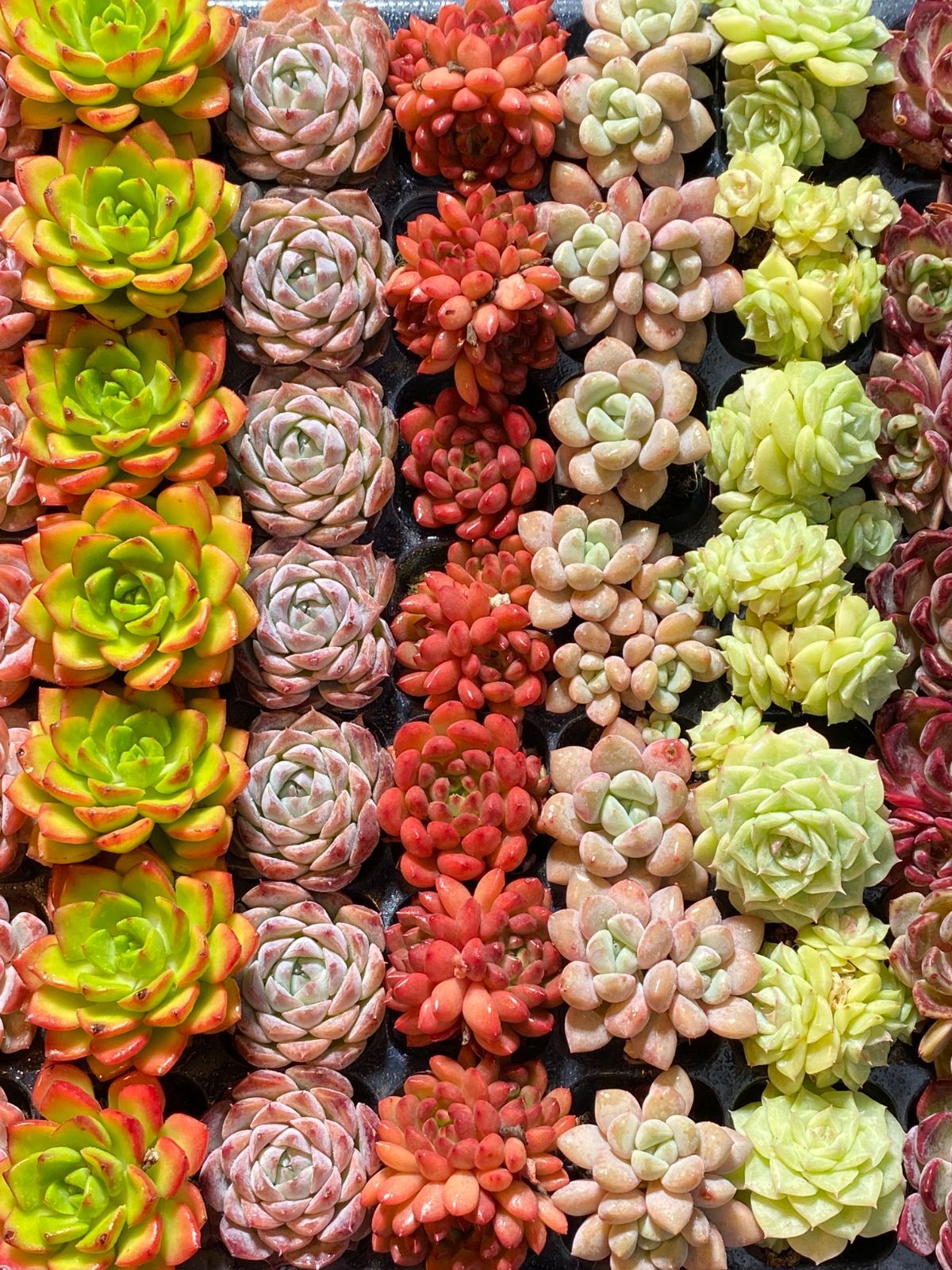 エケベリア 韓国苗