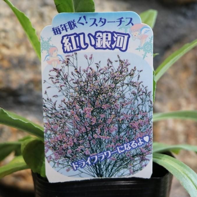 スターチス シネンシス キノシリーズ 紅い銀河 3号ポット苗 【3株販売】 寄せ植え 鉢植え 花壇 お洒落 おしゃれ 可愛い かわいい 切り花  ドライフラワー ドライ 夏の花 花 苗 - メルカリ