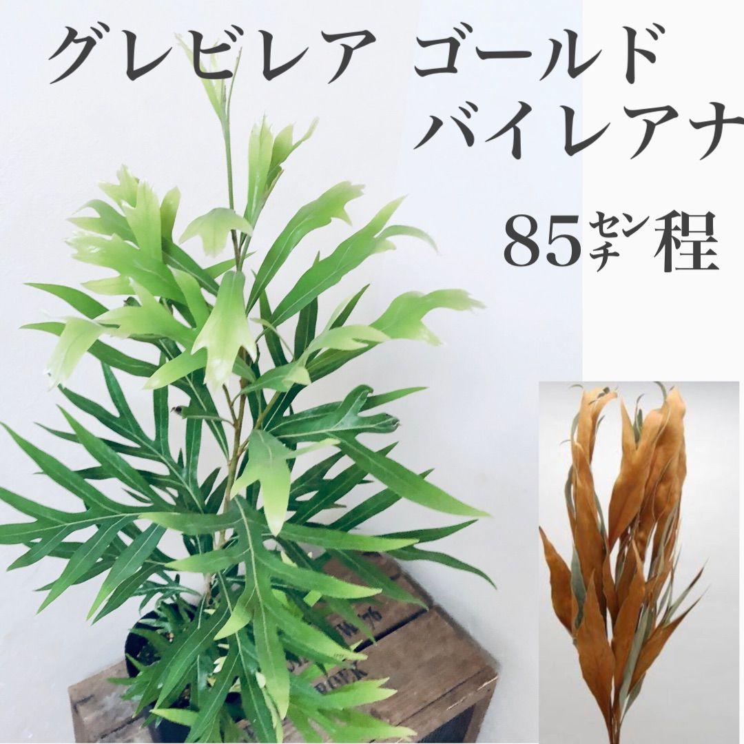 楽天市場】【苗木】 グレビレア（ゴールド） 3.5号 ポット苗 1鉢