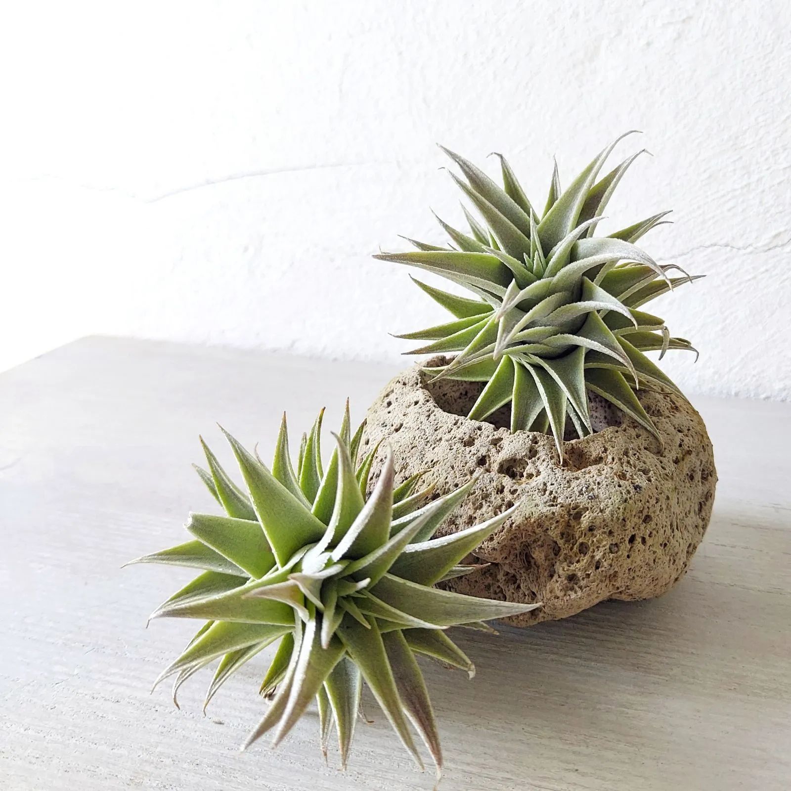 エディシアエ エアプランツ チランジア 着生植物 インテリア