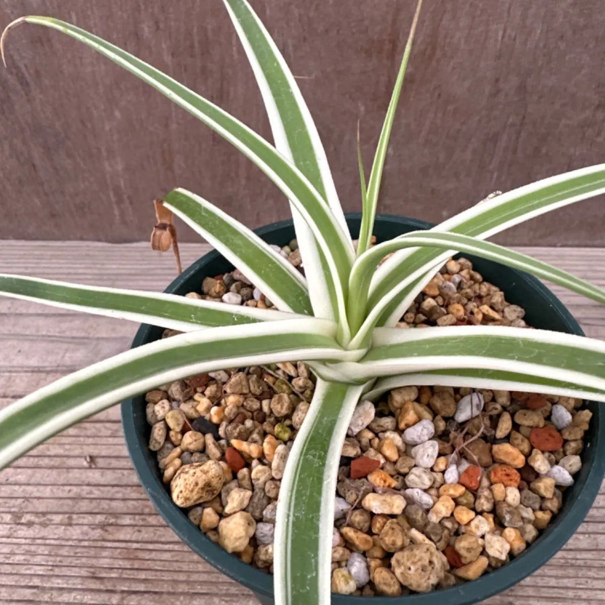 アガベ ブラクテオーサ モンテレイ フロスト① アガヴェ 竜舌蘭