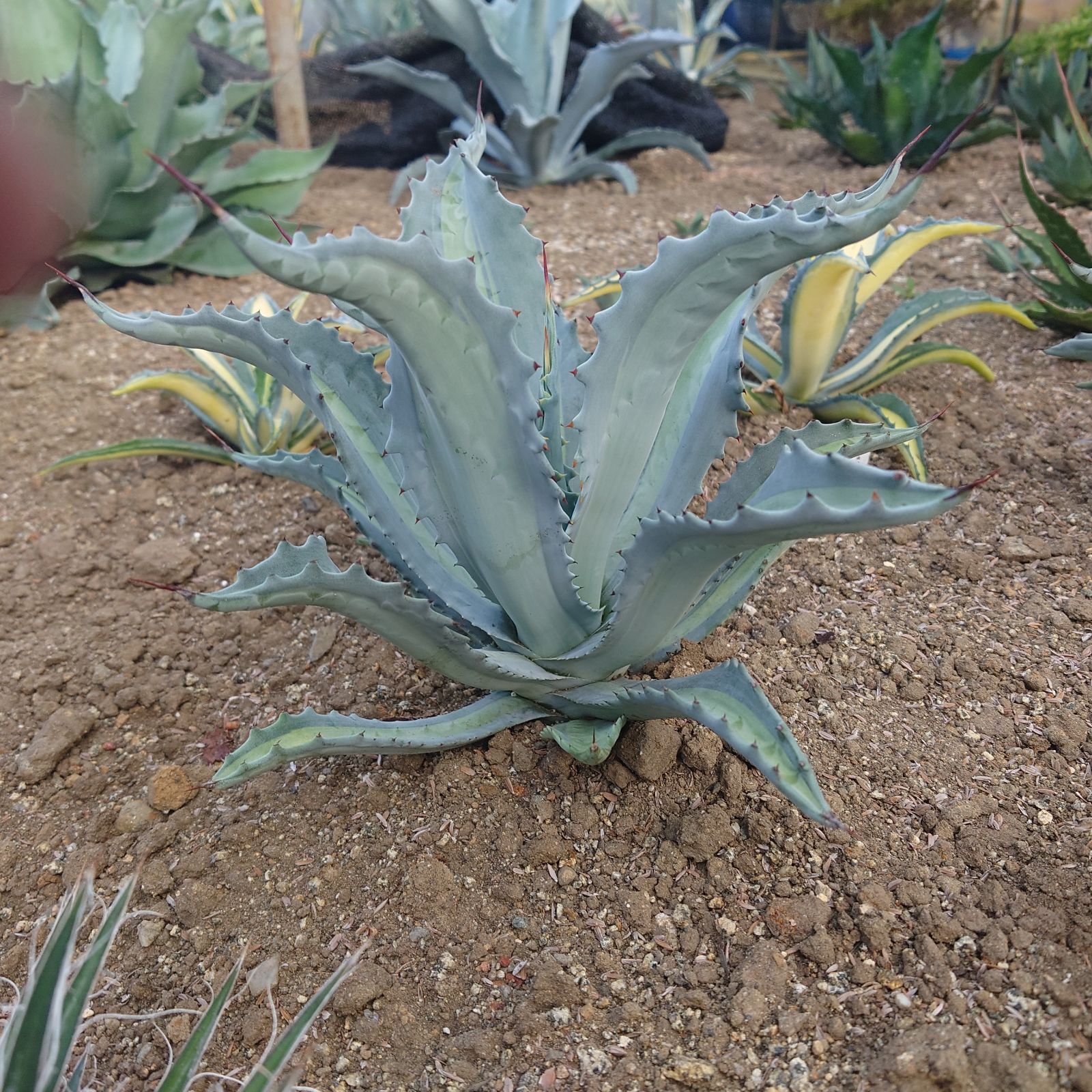 アガベ アメリカーナ エクスパンサパリーダ 35㎝ AGAVE - メルカリ