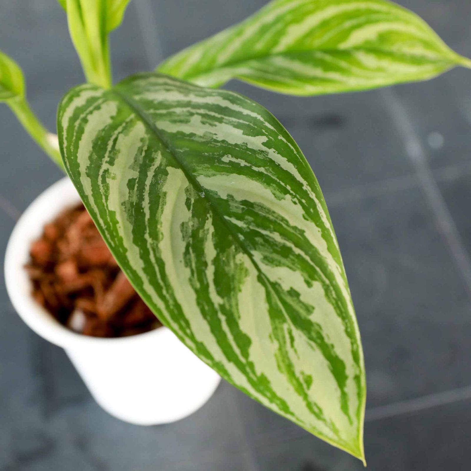 アグラオネマ ニティドゥム カーティシー Aglaonema Nitidum Curtisii - メルカリ