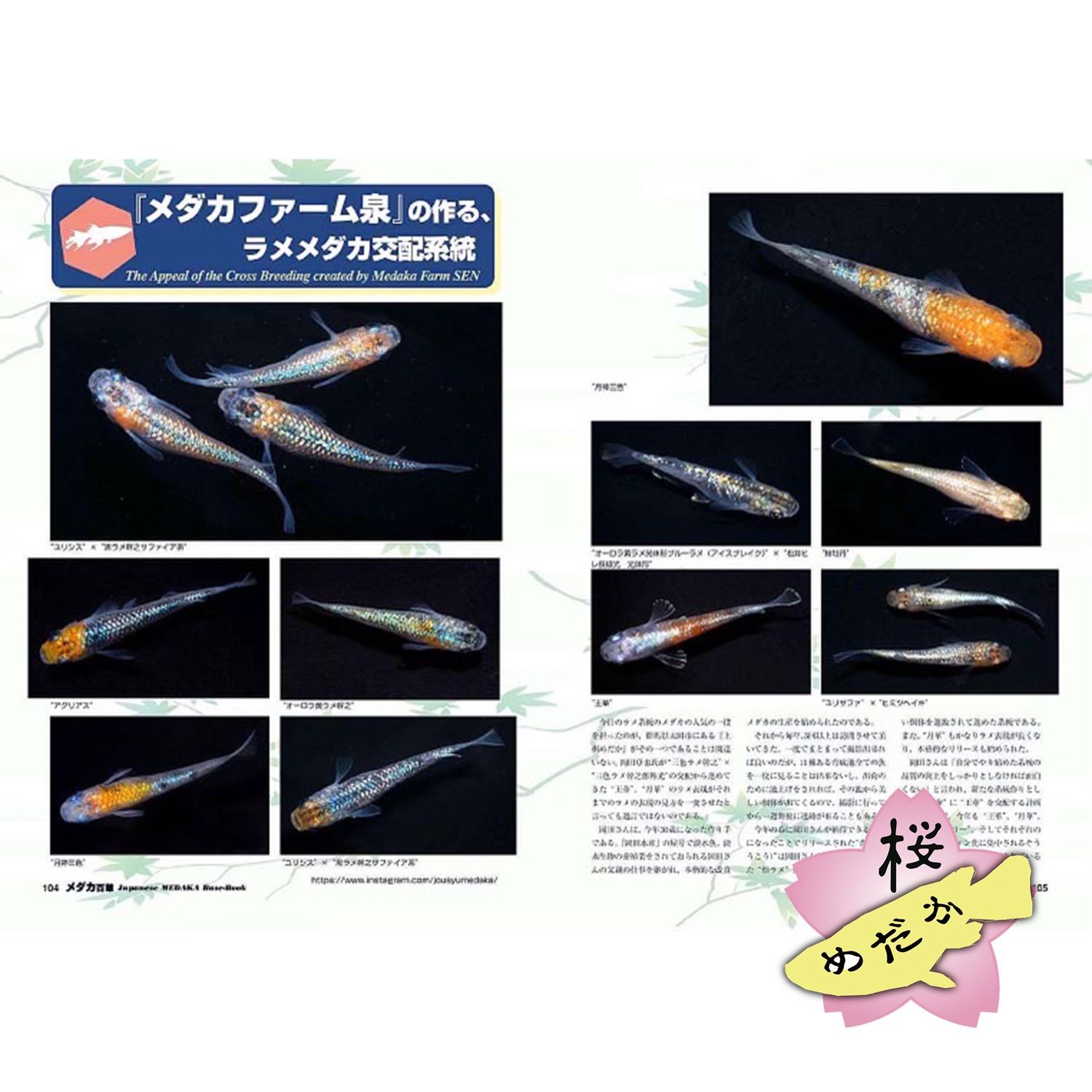 メダカ百華 Vol.14 (ピーシーズ発行) - メルカリ