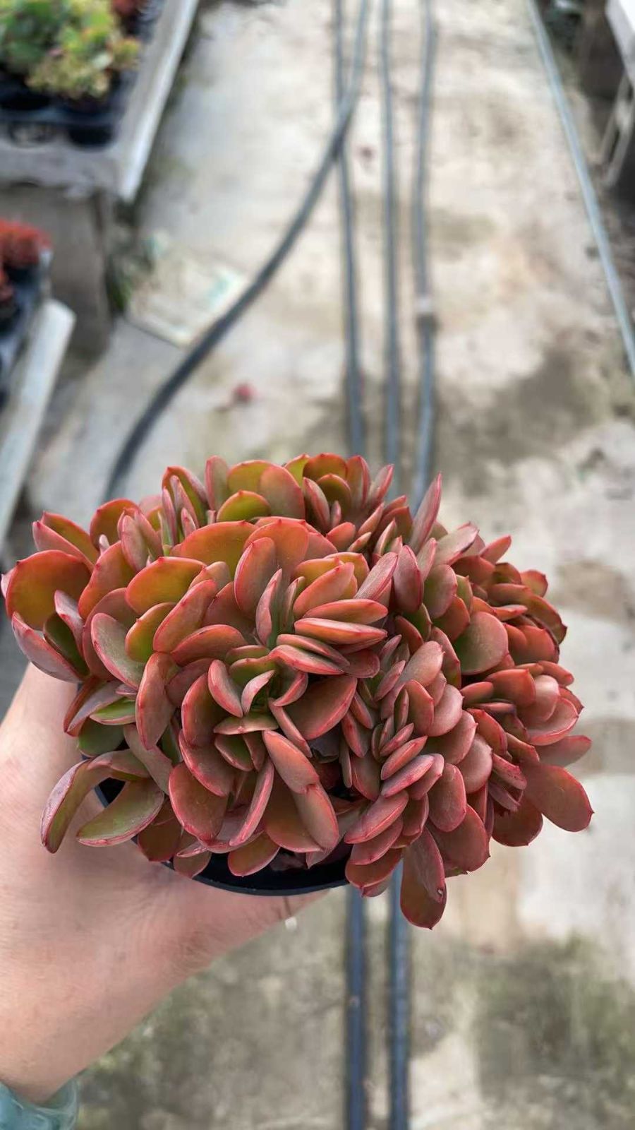 カ*す様 K1182　プロリフィカ　70株　多肉植物 抜き苗 エケベリア 韓国苗 15株の抜き苗セット】プロリフィカ 多肉植物 佐川急便発送