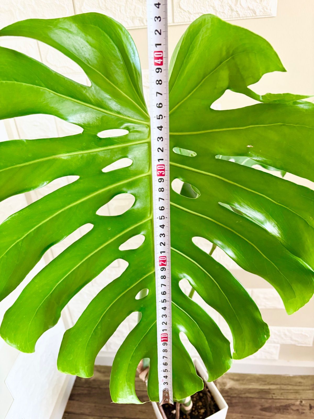 モンステラ⭐️幹上がり