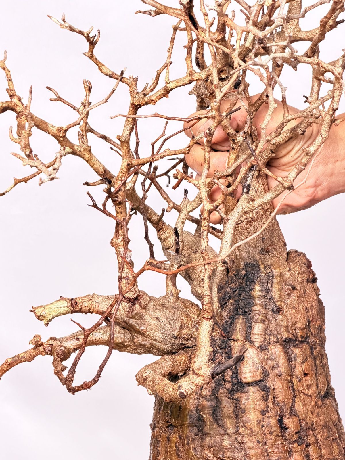 マダガスカル選抜 Operculicarya