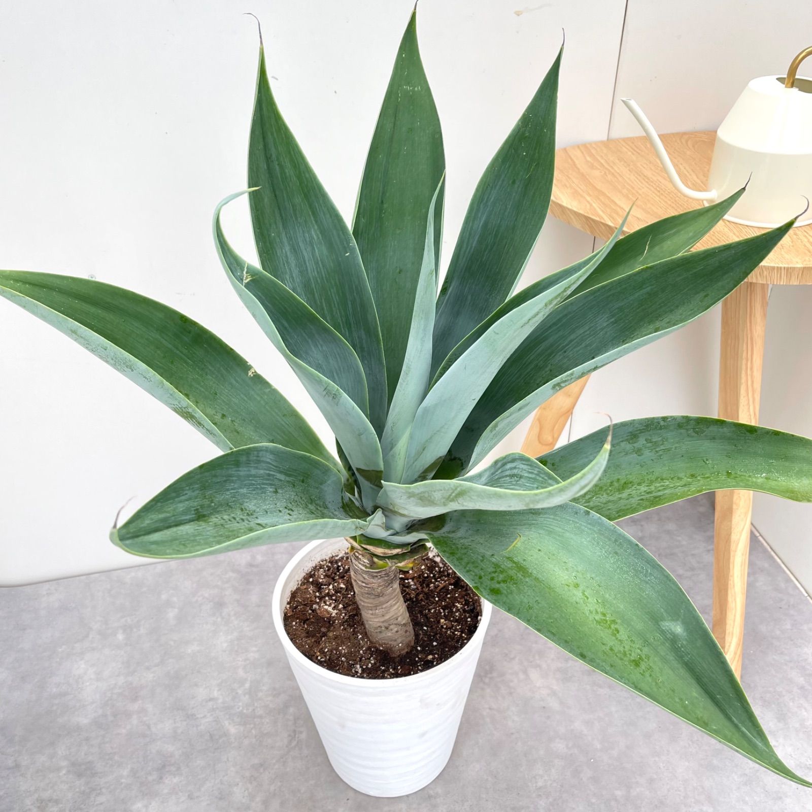 アガベ アテナータ ボーチンブルー 4【現品】☆希少☆ 観葉植物 大型