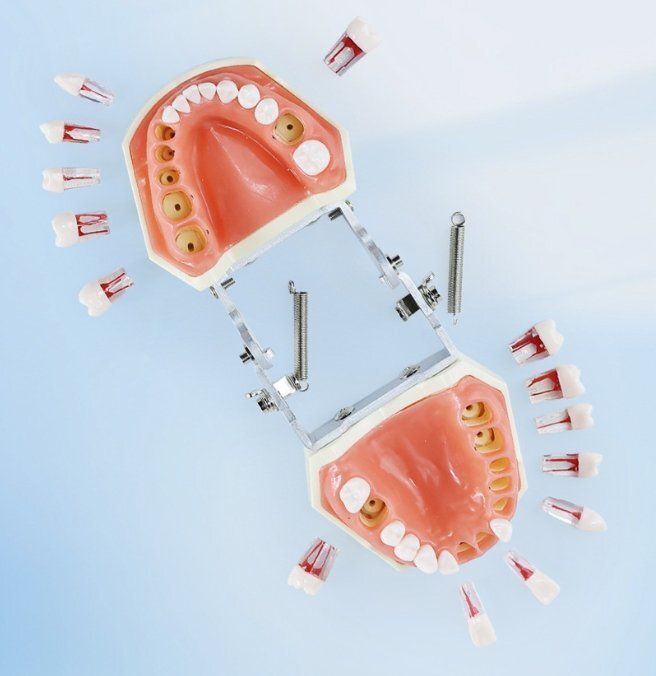 28歯科モデルを備えた口腔モデルワンストップサービスを教育解説歯科クリニックに応用