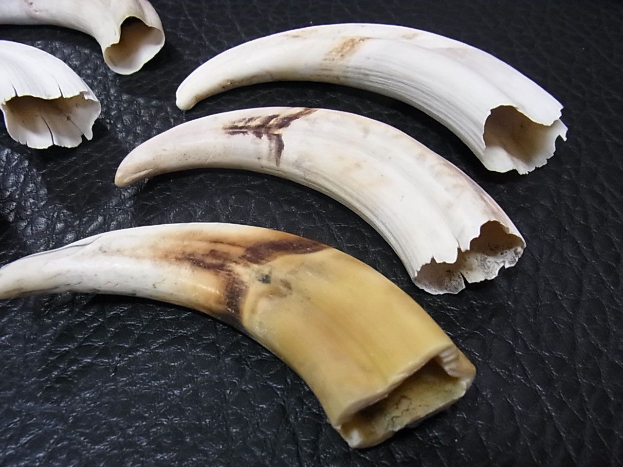 イボイノシシの牙（特大）1本 イボイノシシの牙（特大）1本