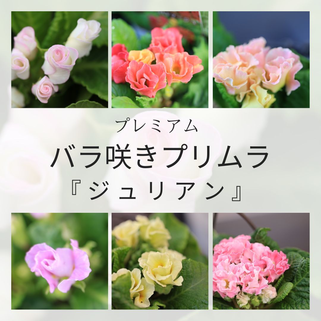 ハンドメイド レース編み プリムラ・ジュリアン(バラ咲き