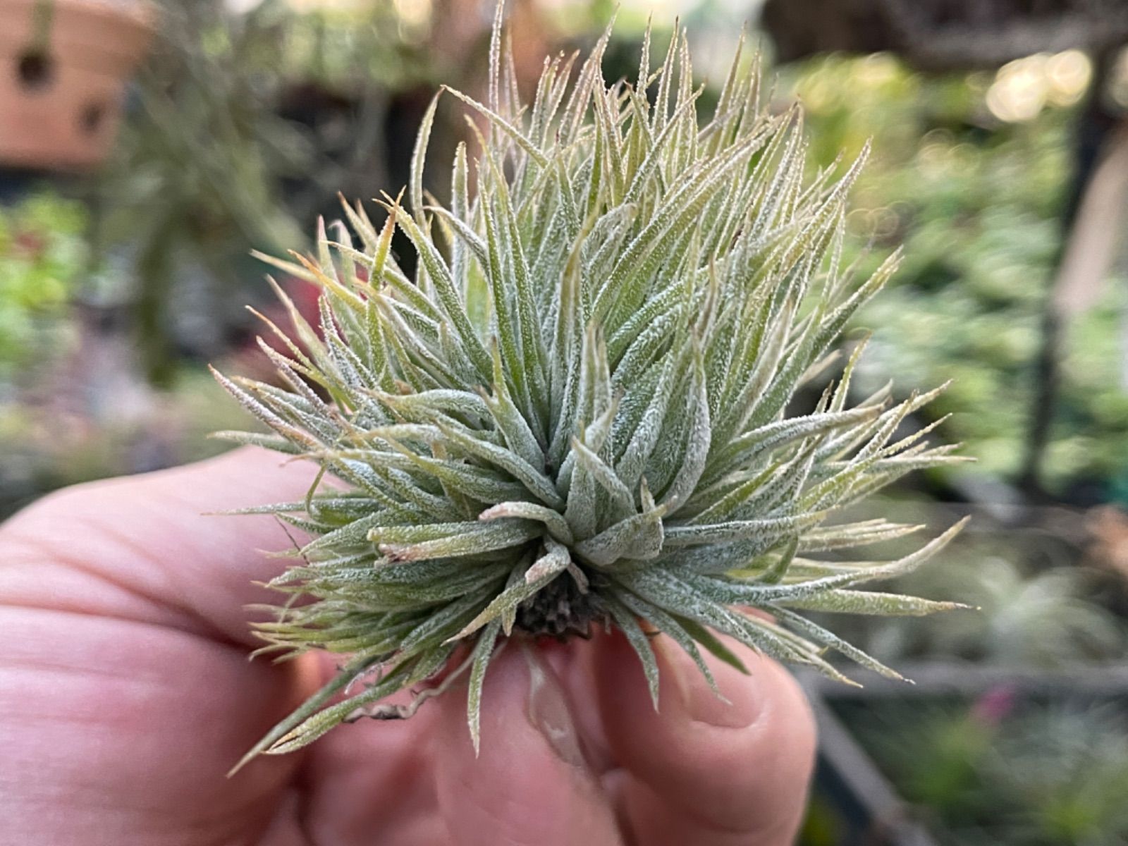 ティランジア イオナンタ モンストローズ ionantha Monstrose