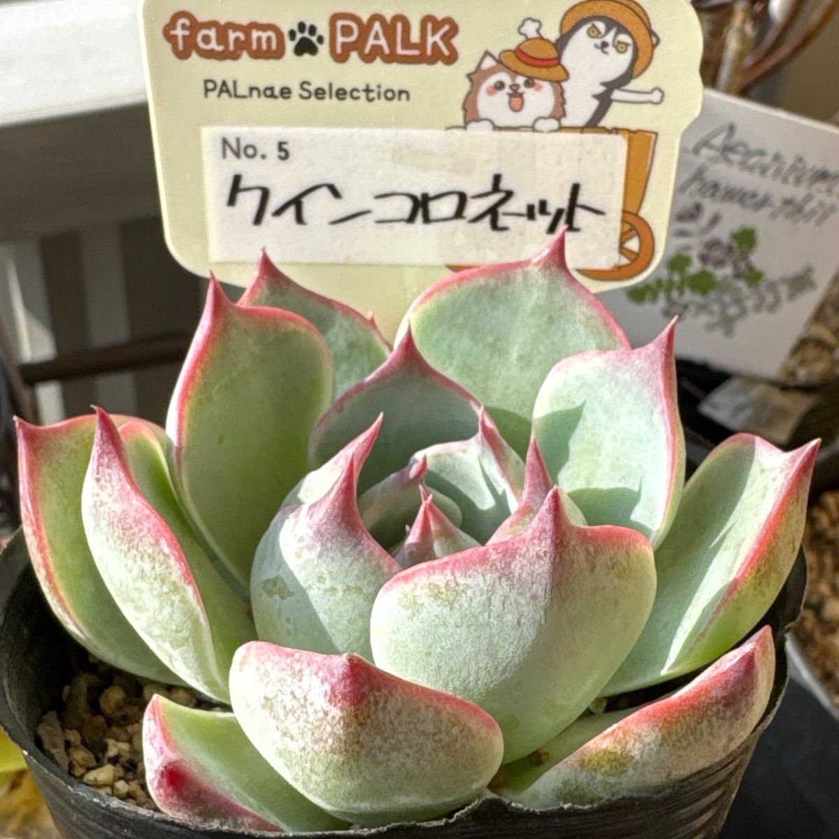 クインコロネット❣️farm PALKさん命名苗❣️札付き❗️多肉