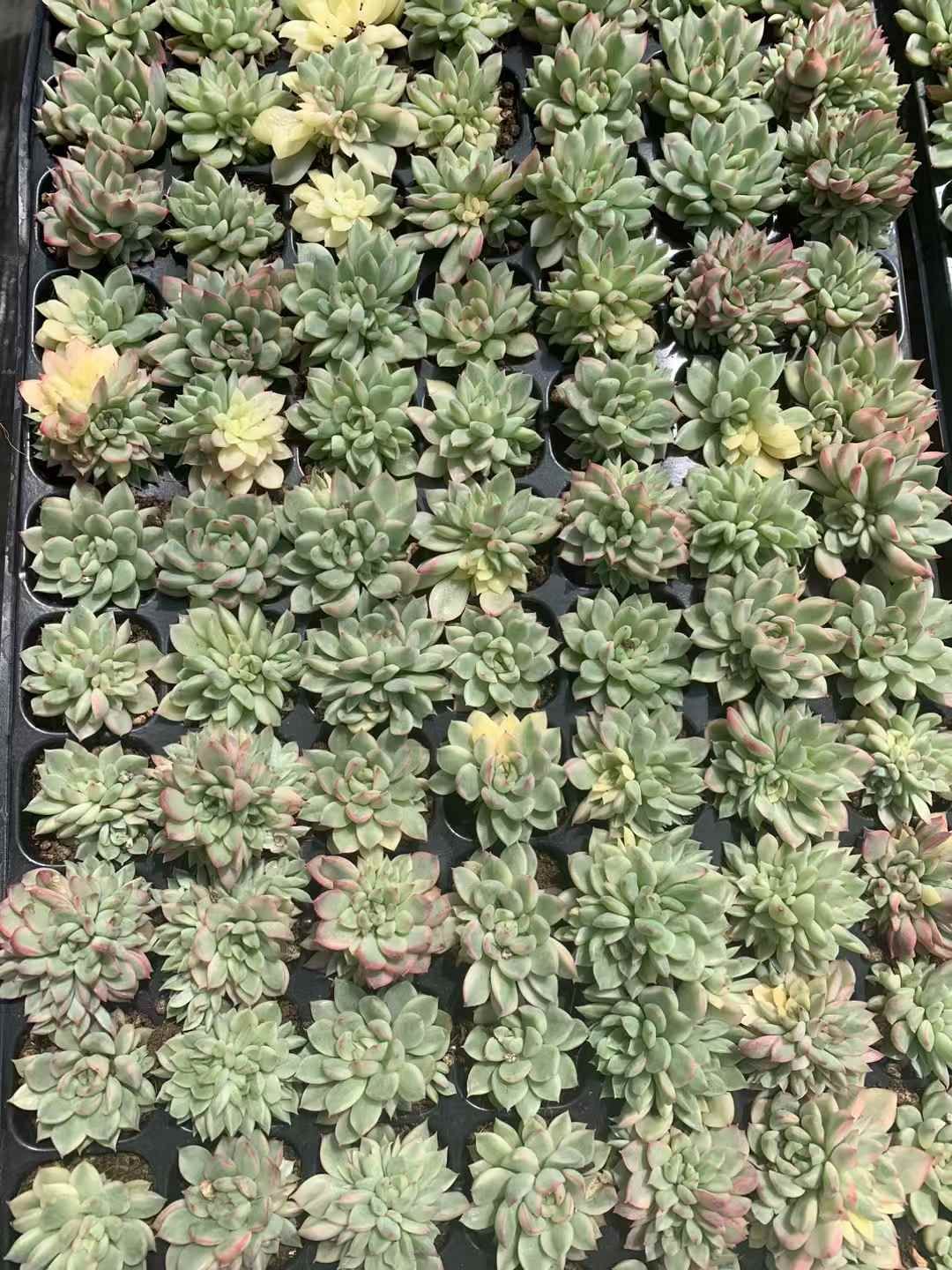 ね*]様 B308　女雛錦　105苗　多肉　土根付き　エケベリア　韓国苗 ね*]様 B308 女雛錦 105苗 多肉 土根付き エケベリア 韓国苗