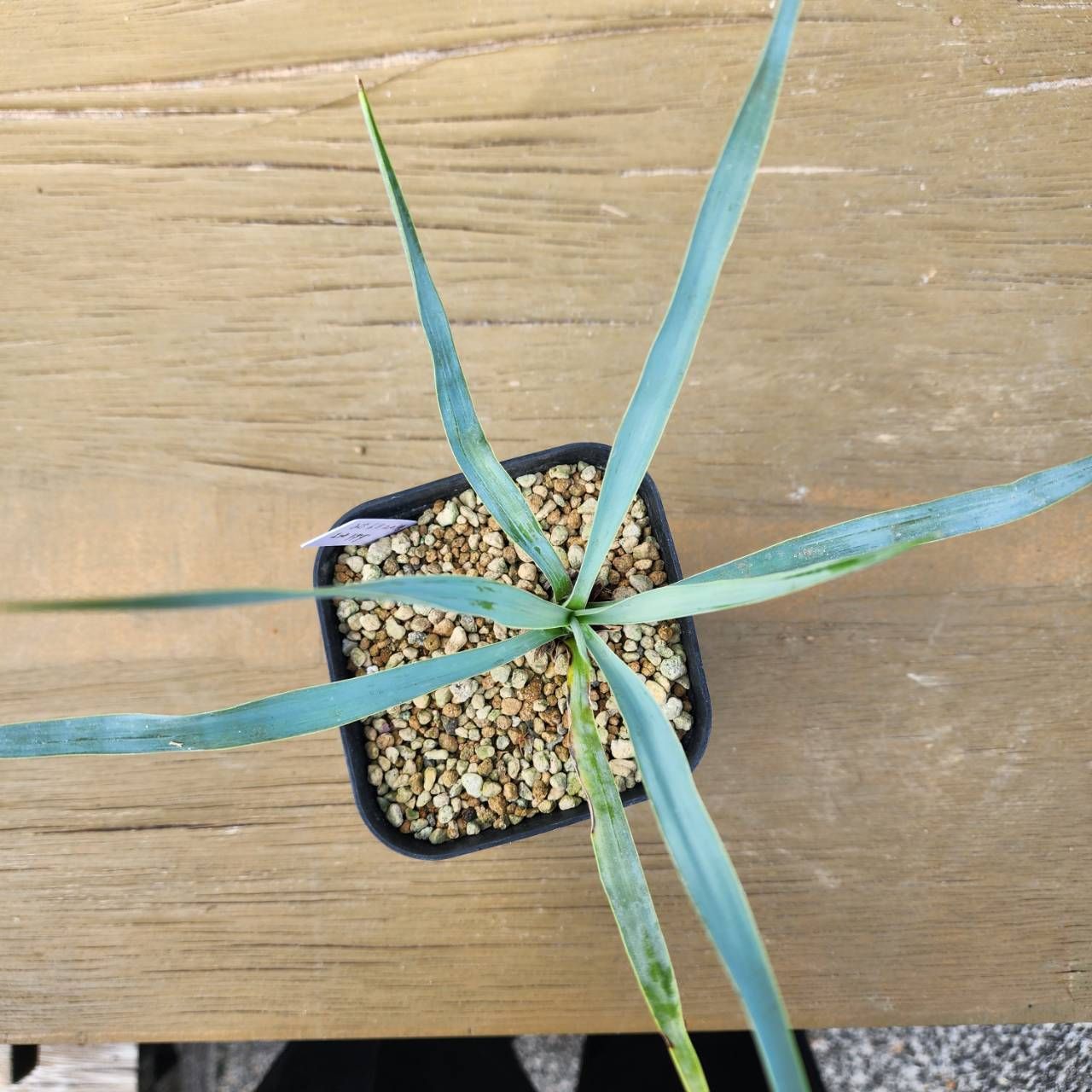 ３頭株ユッカ 観葉植物 全長約90cm　写真の全て鉢ごとメルカリ便発送 3頭株ユッカ 観葉植物 全長約90cm 写真の全て鉢ごとメルカリ便