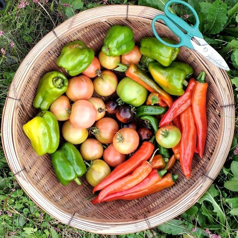 しましまズッキーニの種（Striato d'Italia） - メルカリ