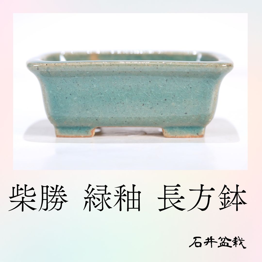 石井盆栽 柴勝 緑釉長方鉢 p-003
