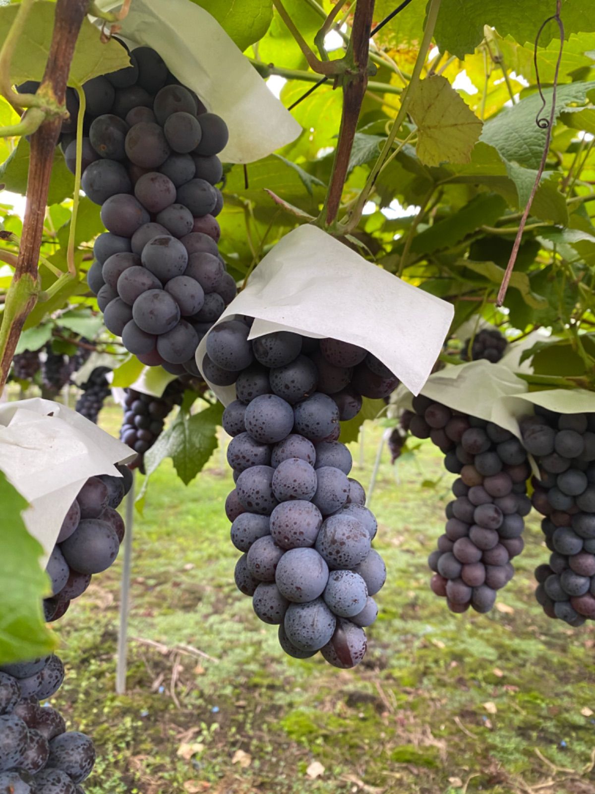 ぶどう シャインマスカット 苗木 3年生 1本 大苗 素掘り