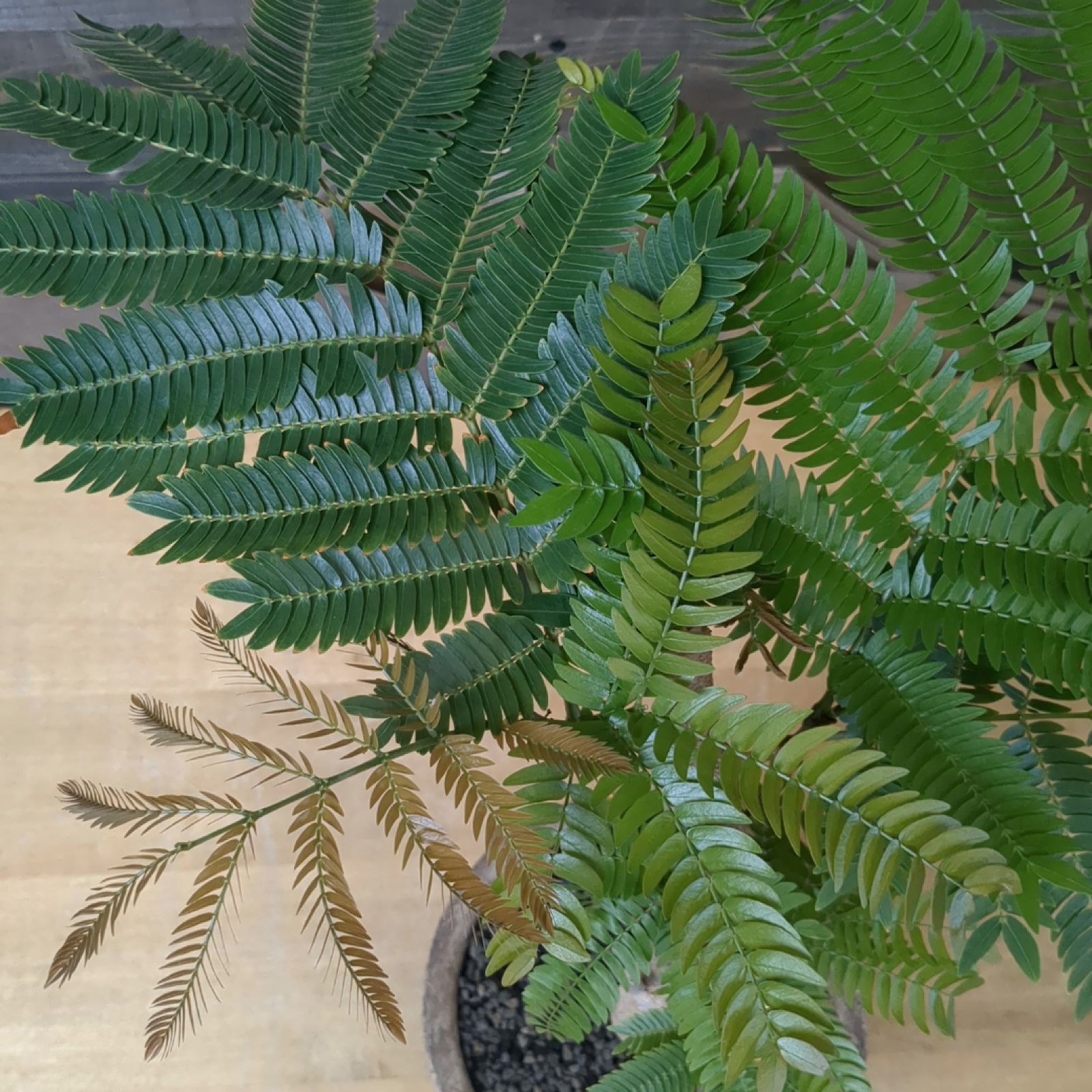 エバーフレッシュ 実生【幹太】 室内の観葉植物に 鉢のまま発送 C