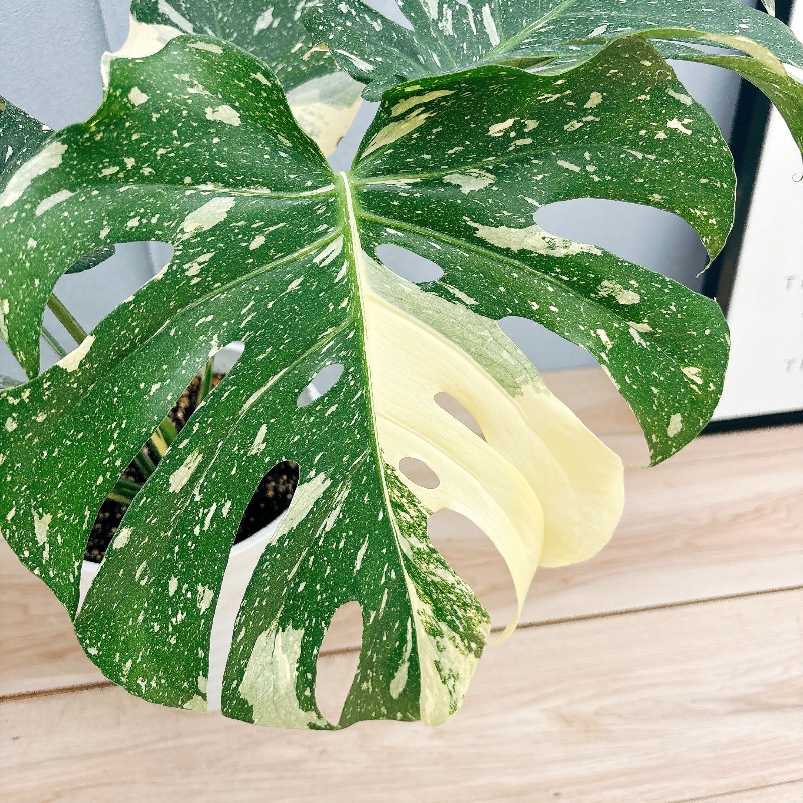観葉植物