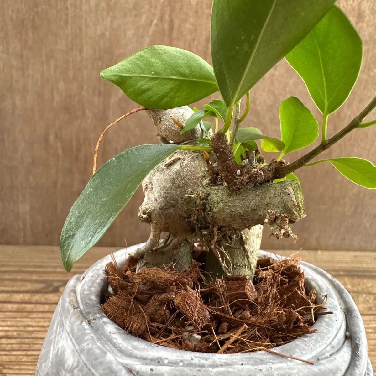 超特大　古木　フィカス　ミクロカルパ　25年物　陶器鉢のまま発送　コーデックス 超特大 古木 フィカス ミクロカルパ 25年物 陶器鉢のまま発送