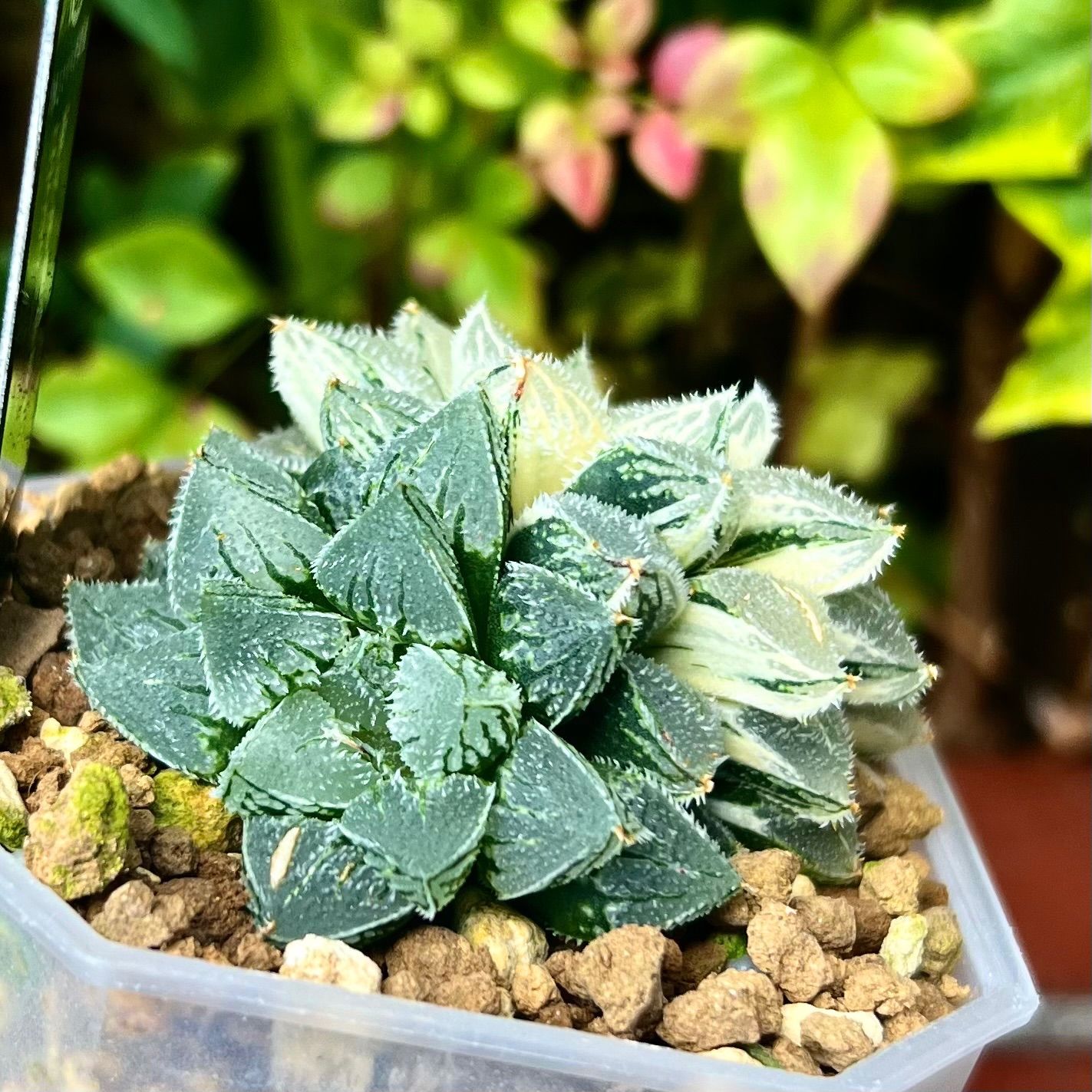 ハオルチア ピンキー錦 極上斑 ハオルチア オブツーサ錦 極上斑(6/29撮影) | BB Plants Store