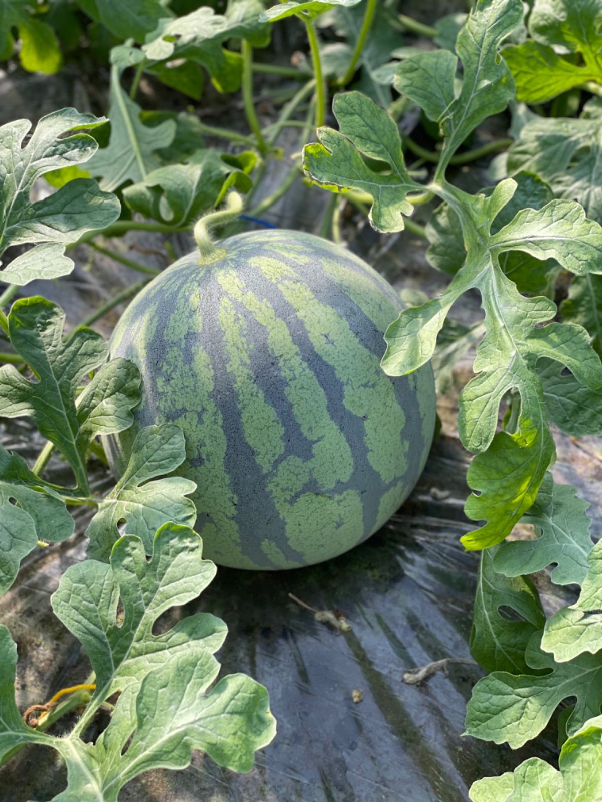大玉スイカ7kg2個入り 熊本県菊池産