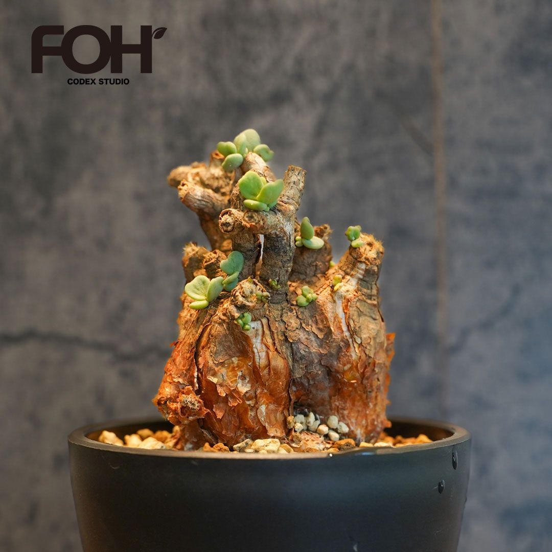 F17 ケラリア ピグマエア Ceraria pygmaea 発根済 現地株 FOH - メルカリ