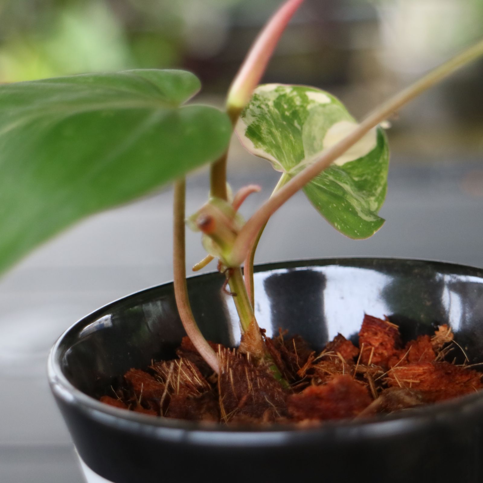 レア】アロカシア ワトソニアナ 斑入り 組織培養順化苗 ALWATa-002 76