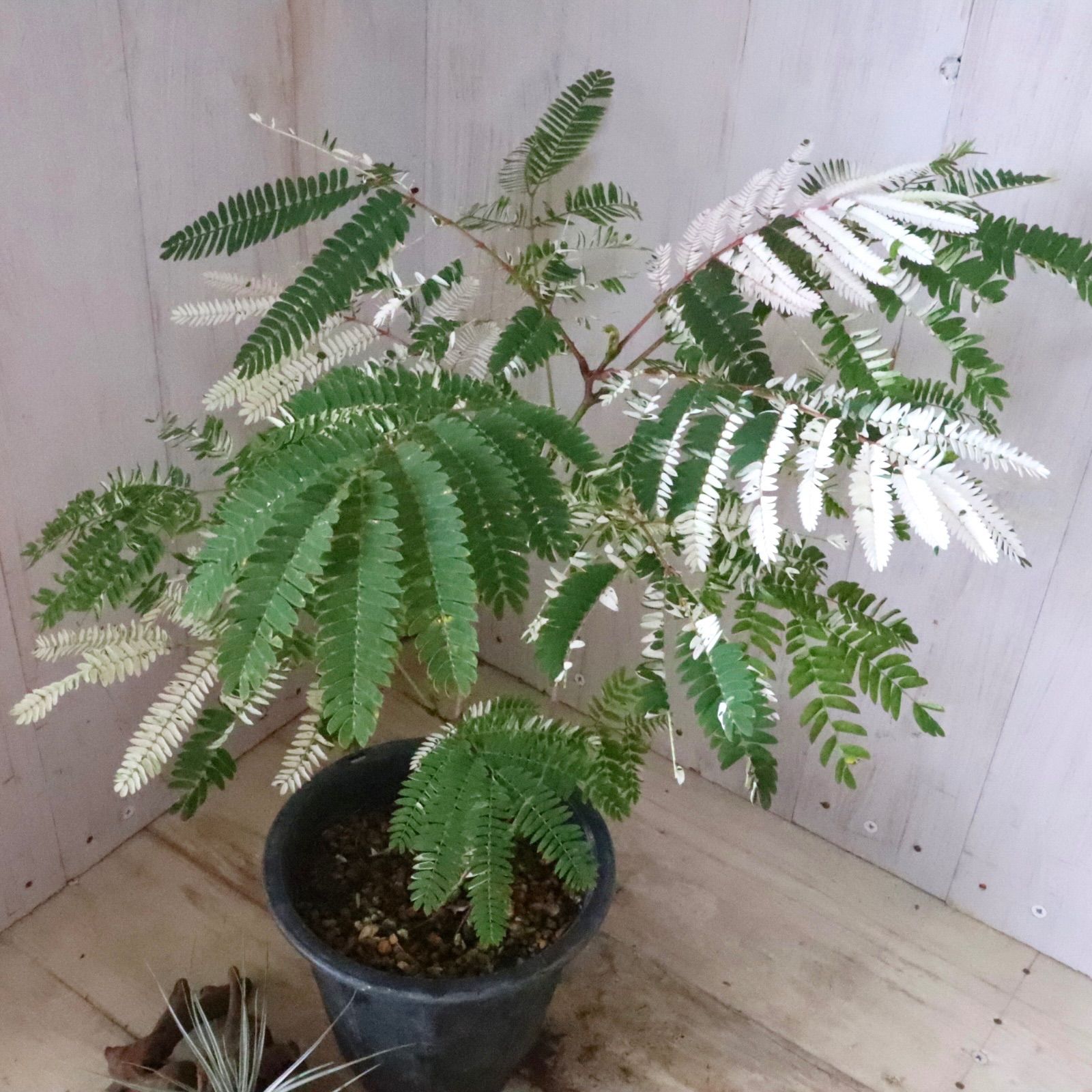 希少♡斑入り♡エバーフレッシュ♡ネムの木♡観葉植物♡インテリア♡ 希少♡斑入り♡エバーフレッシュ♡ネムの木♡観葉植物