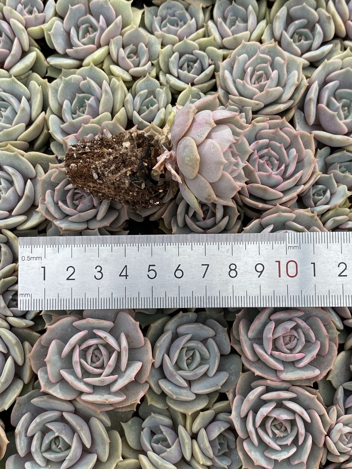 新入荷 15種類セット H235×105苗 土付き 詰め合わせ 多肉植物 農場直送！多肉植物 ミニ苗 10個セット 1寸 (1号 3cmポット