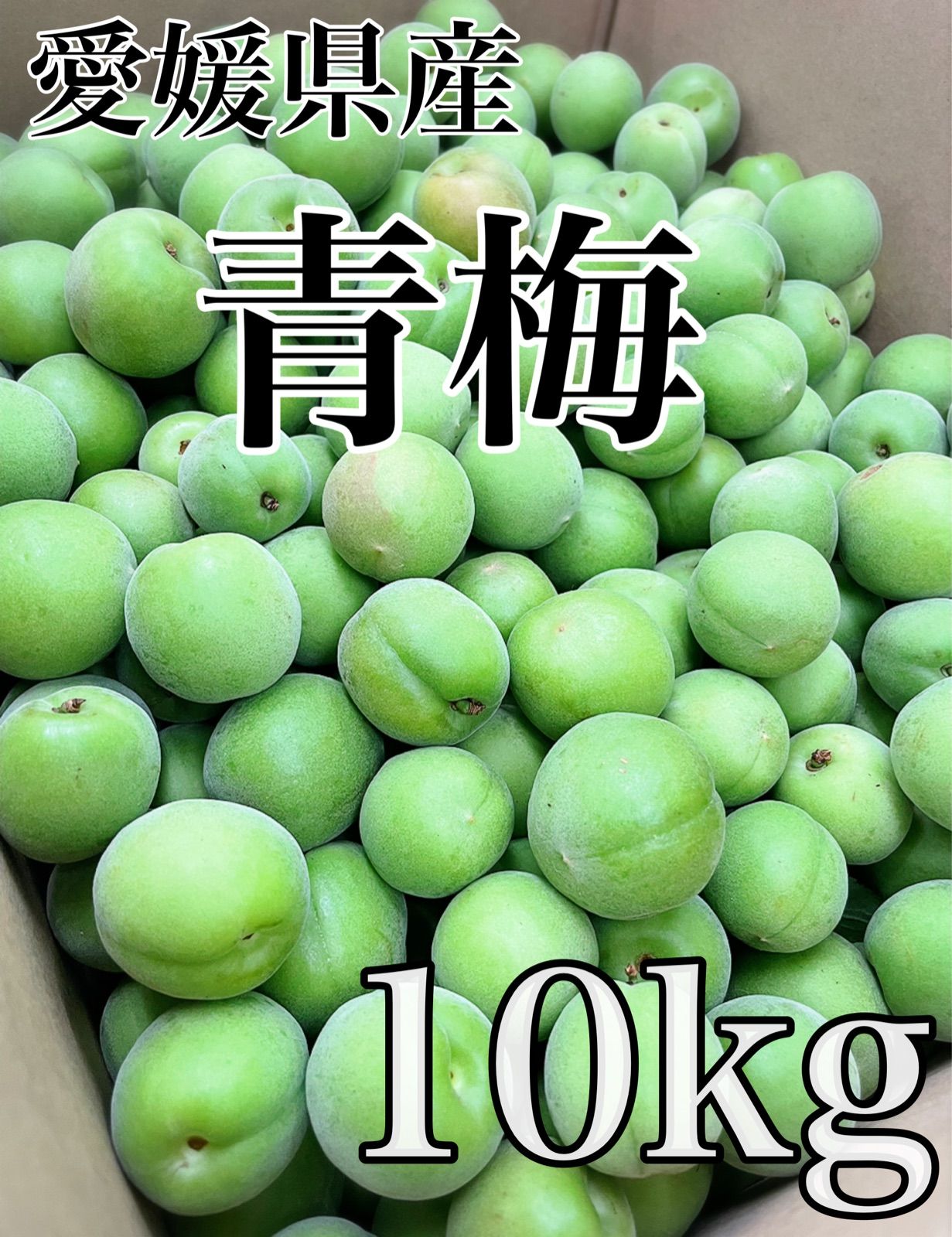 昨年ネット販売のみで360箱完売！！採れたて新鮮【青梅】梅のみ10kg！