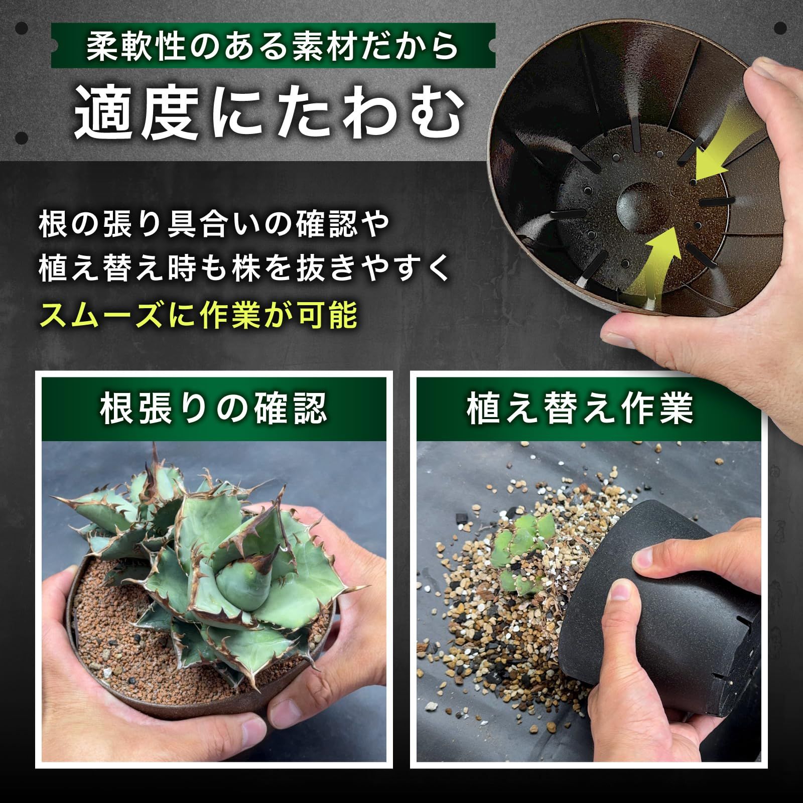 ガムの木 約1.5メートル 鉢付き Kaiju Plant 怪獣ポットEco4.5 スリット鉢 4.5号 麦わら再生プラ