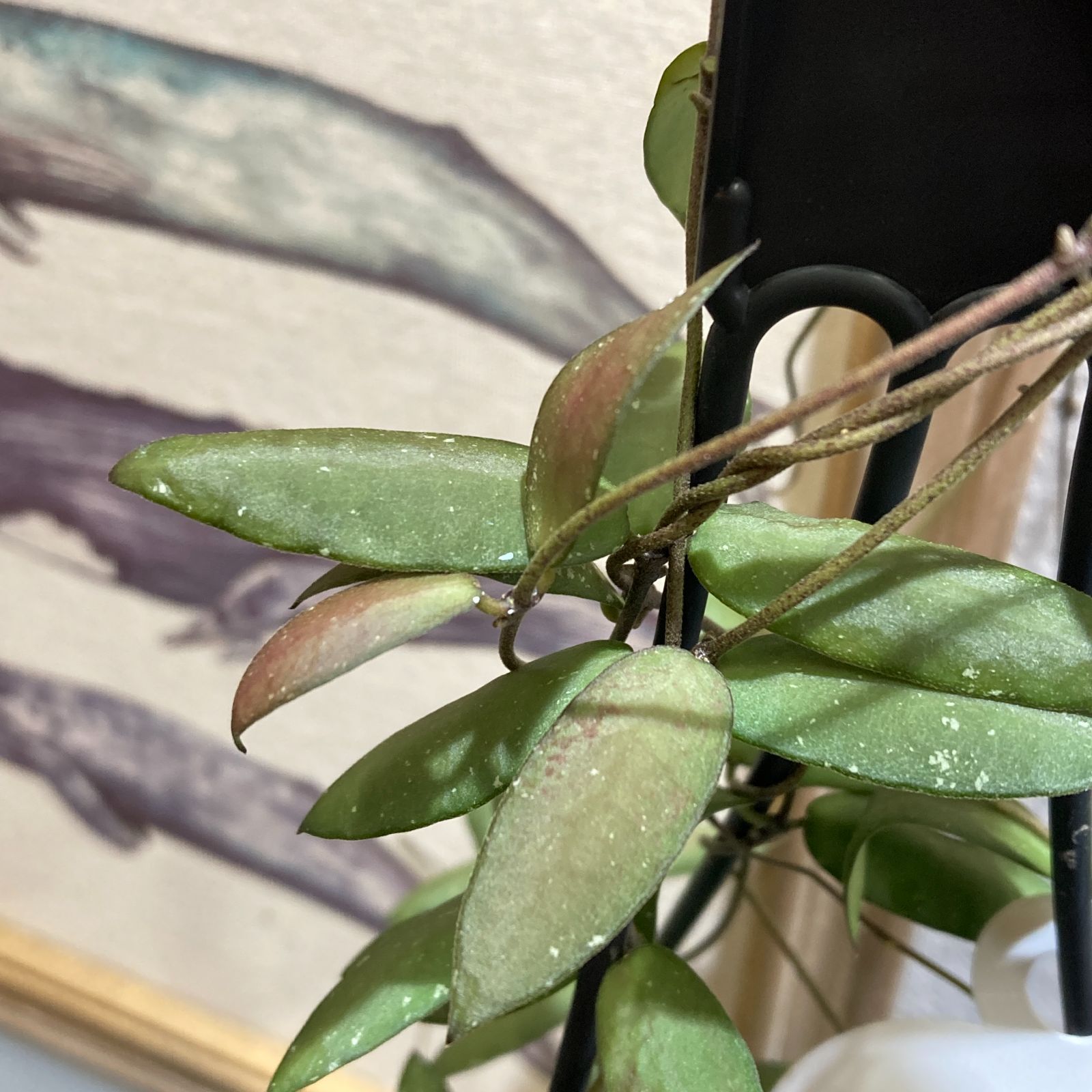 観葉植物 ホヤ(サクララン) シギラティス アラス リバー 4号吊り 観葉植物 ホヤ(サクララン) シギラティス アラス リバー 4号吊り