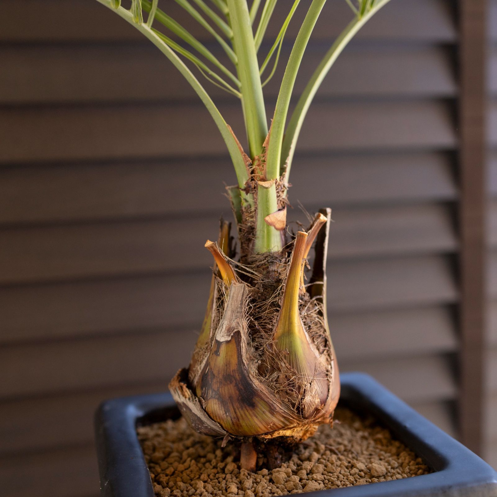 ココスヤシ ショートリーフ 根上り 陶器鉢 観葉植物 庭木 ドライ
