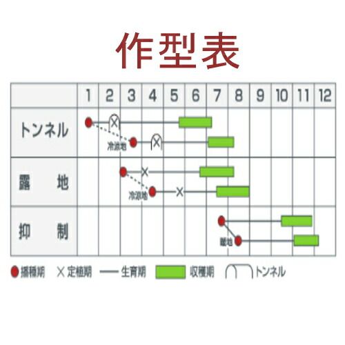入荷次第出荷 カネコ種苗 パンプキッズ 500粒