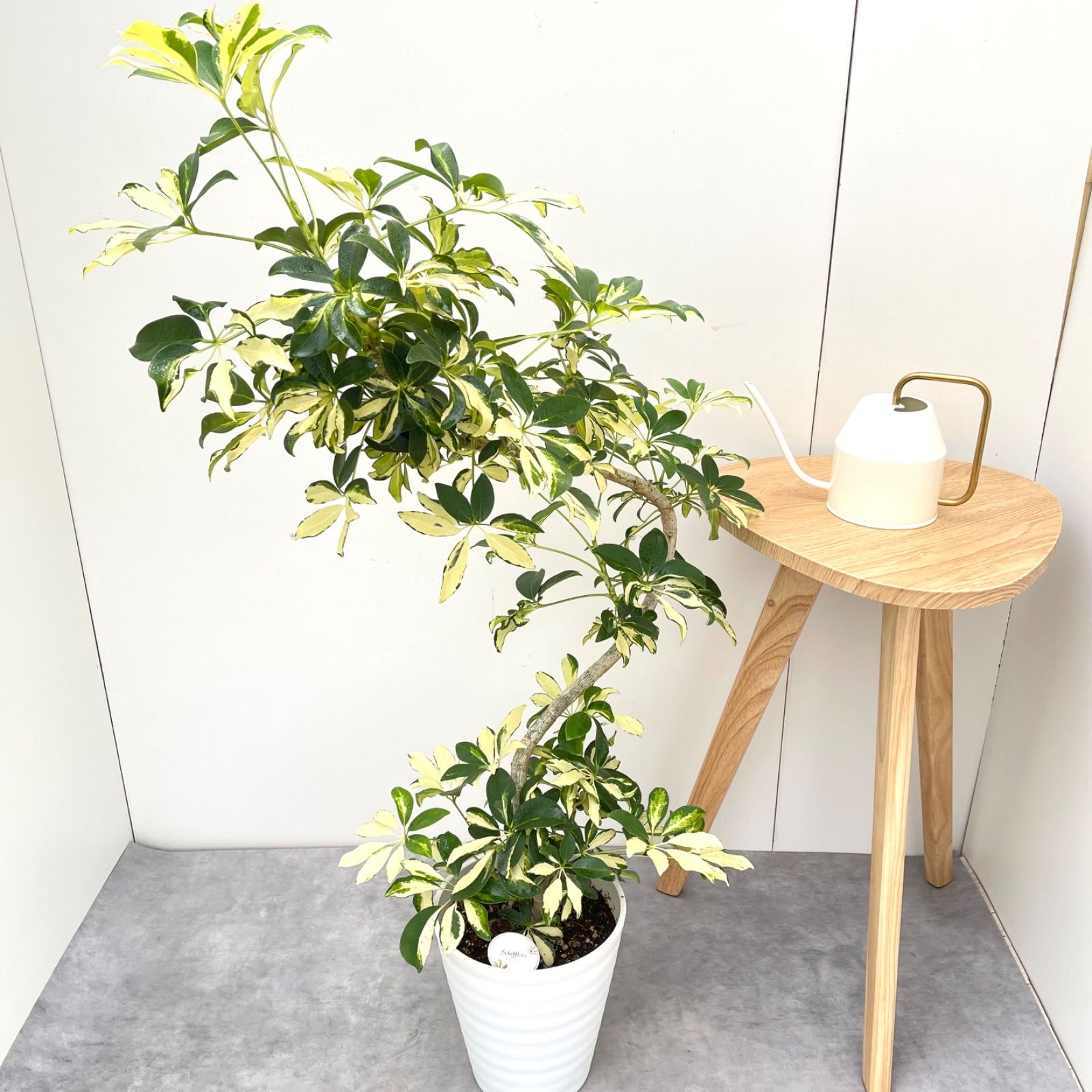 ［現品］7番　シェフレラ　グランディ　曲がり　7号　観葉植物　斑入　室内　可愛い シェフレラ グランディー 曲がり 2【現品】観葉植物 室内 斑入り