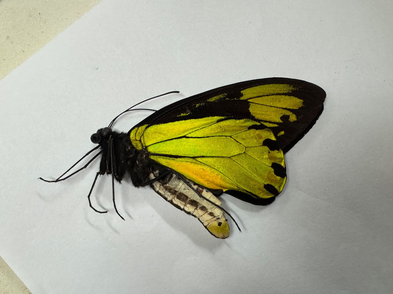 蛾標本 2点セット keti 蛾標本 2点セット keti様専用 蛾の標本（二つ眼） | やそはち