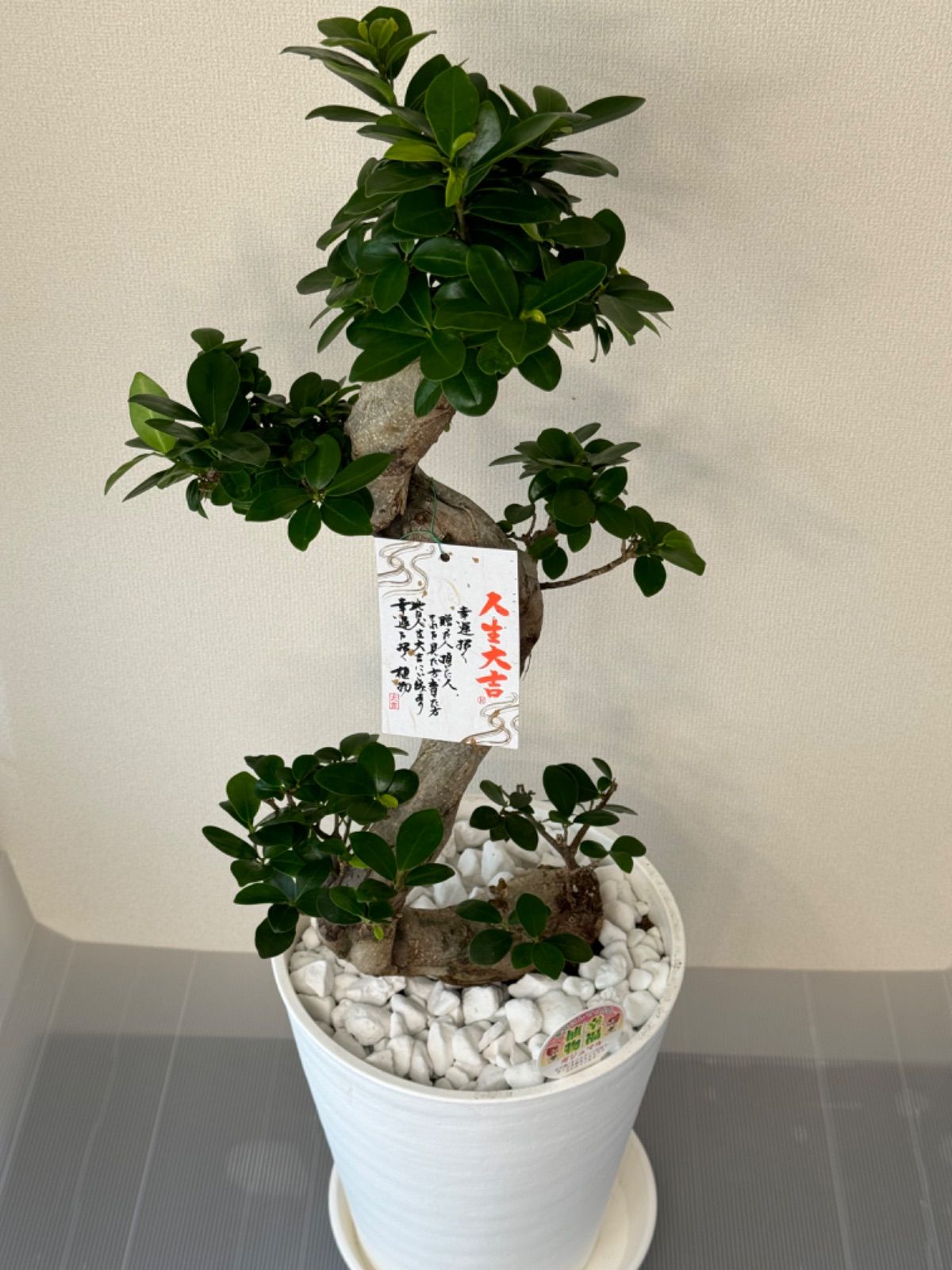 ❣️曲り希少品❣️ガジュマル 盆栽仕立❣️昇り龍❣️8号鉢①