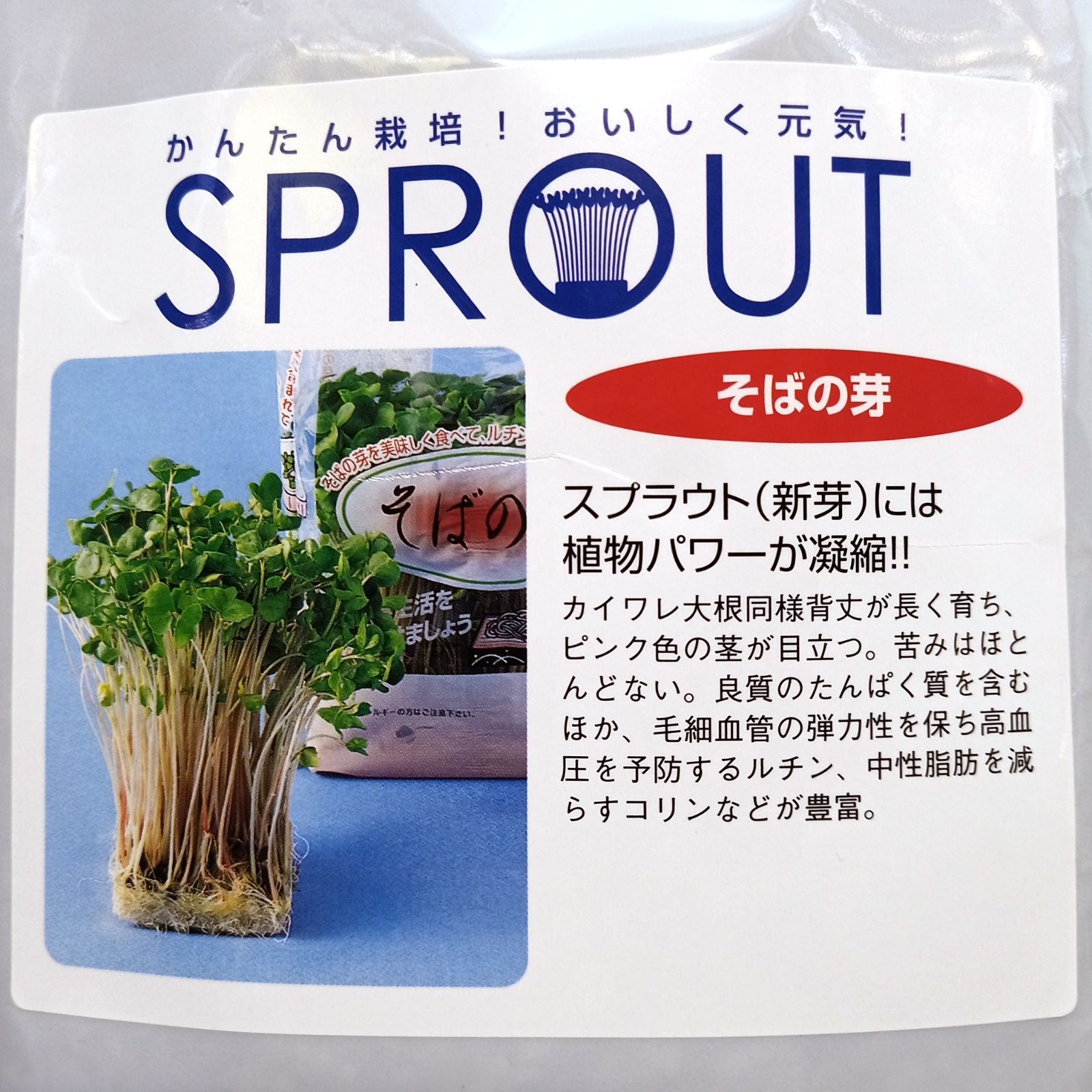 予約中！】 野菜種子 EAK 猫草 えん麦 30ml 約400粒 x 2袋 staronegypt.com.eg