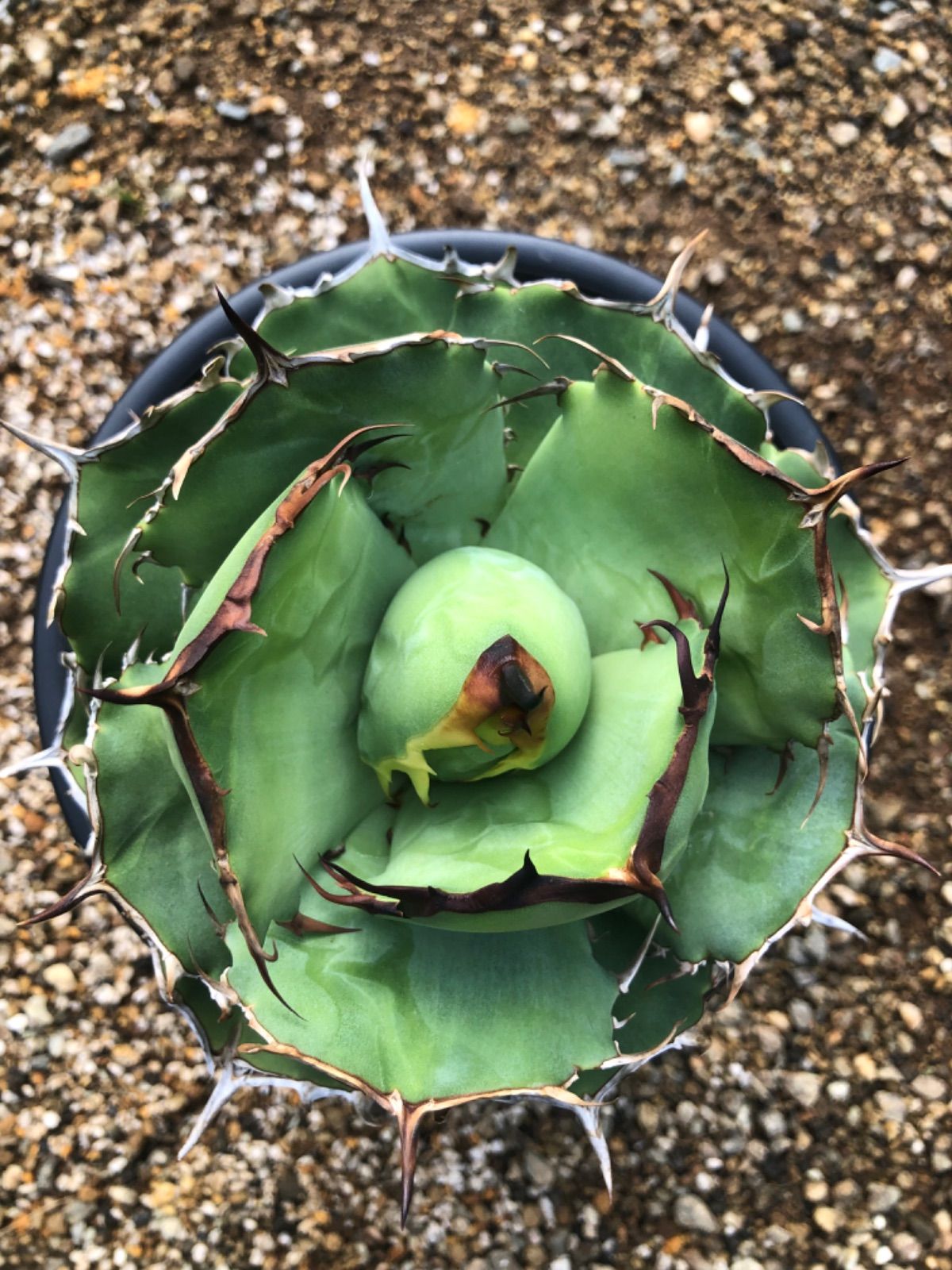 Iran Agave titanota Rose - メルカリ