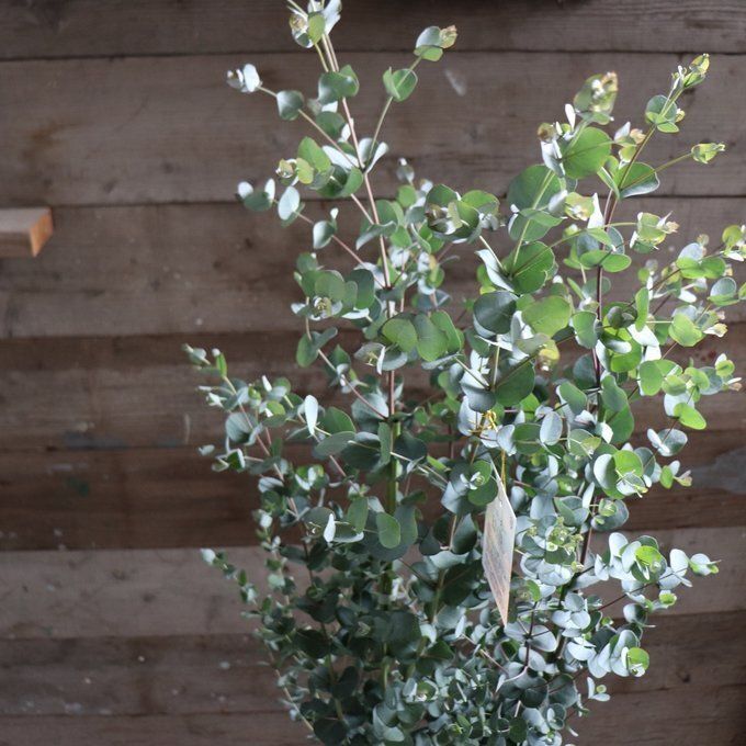 現品】ユッカ・グロリオサ・バリエガータ 8号 白鉢 （1） ユッカ