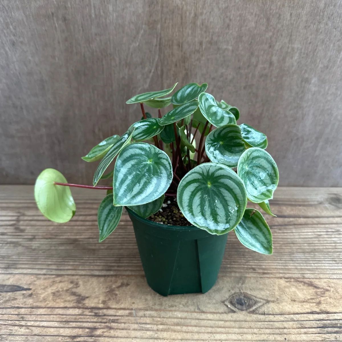 Peperomia argyreia variegated/スイカ ペペロニア⑥ Peperomia
